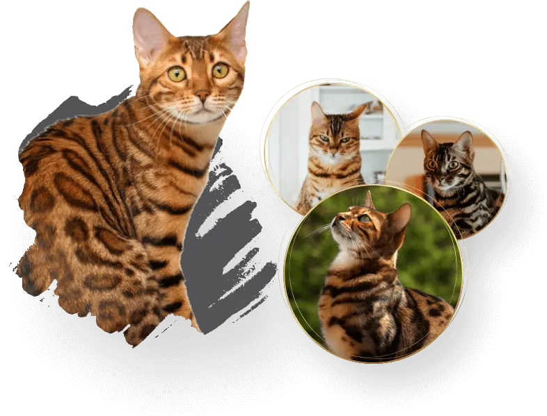 Bengal Kitten For Sale Near Me Sacramento