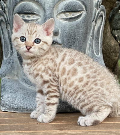 att.cwLQUZ-ug_Q3v9l9S-9NUeo4ZzRENAJJslpS6SLJXxY