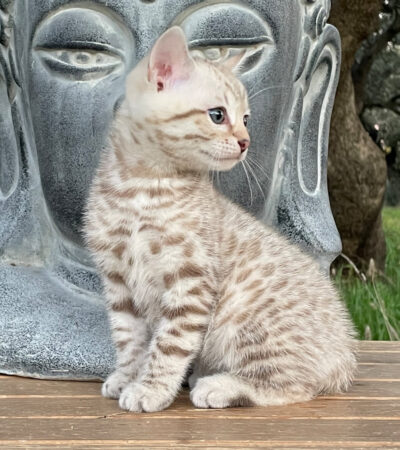 att.jYilzhFzrUf3QBiNbE8gS7SzpKpo9UlD2b-qmntj9Ng