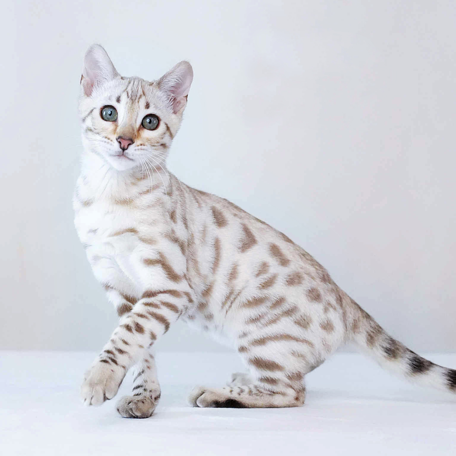 att.YFuZ-1t-lYxD5kqmVxl6A1lCri_DmFPuNmhCJD19ZCk