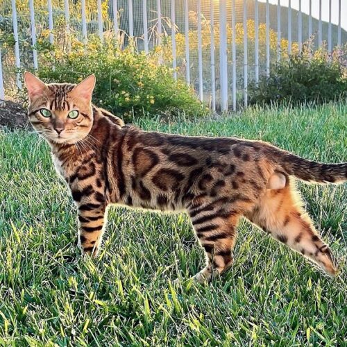 brown 1