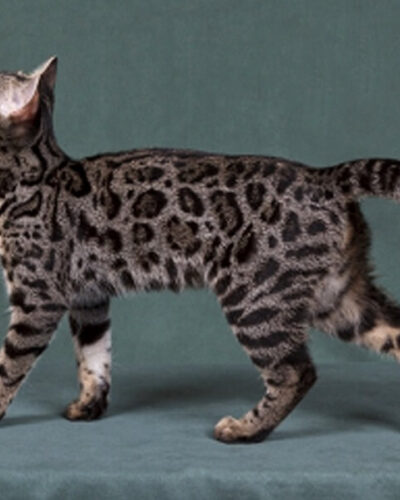 brown charcoal