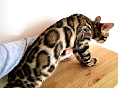 clouded bengal