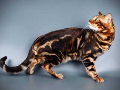 marbled bengal 1