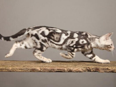 marbled bwngal