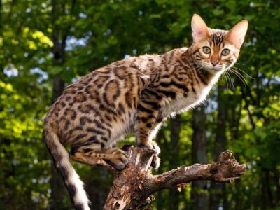 rosetted bengal copy