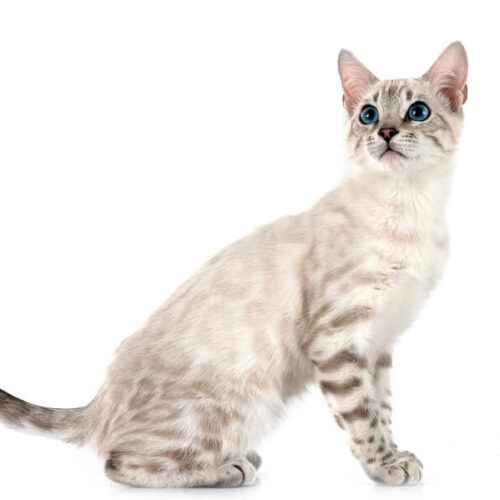 snow lynx