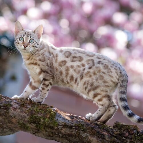 snow mink