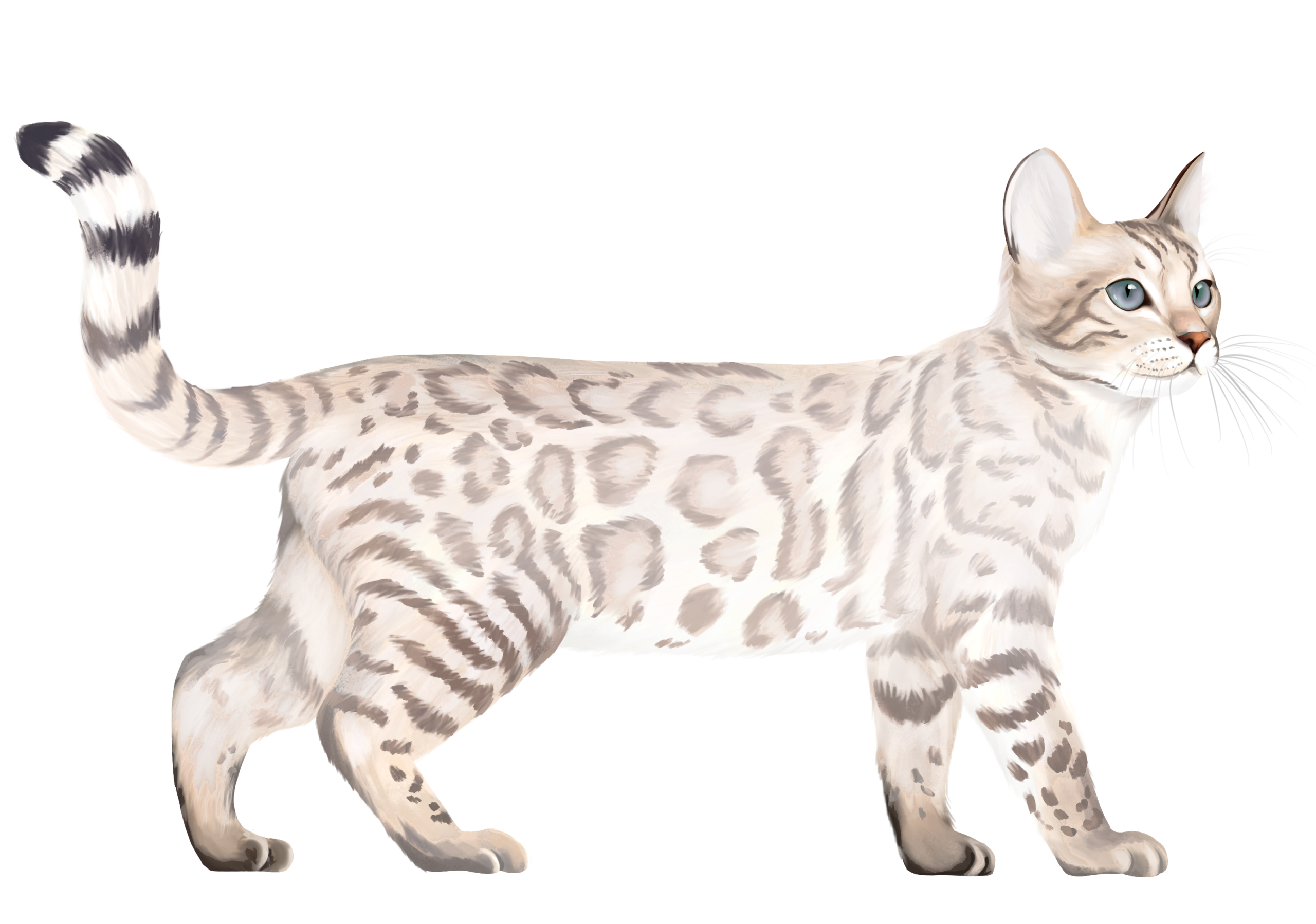 Snow Lynx (can also be Silver)