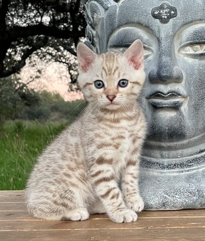 att.QWMzZJUV8kyWSq_c92m51M6lWR7iFlzeVDHbETOvSSE copy