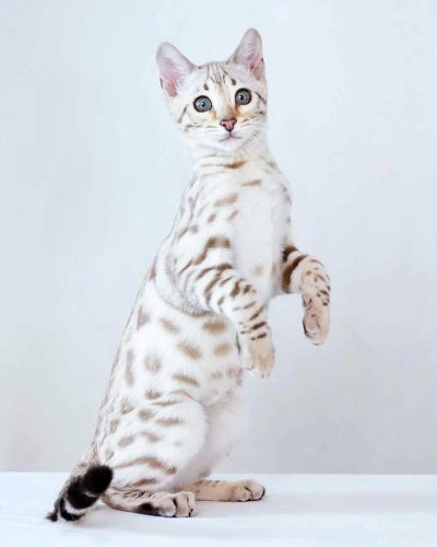 att.yRuB969tnfX7ijfNrQyibjA54vtIYxj_RaLKoVZmDnw copy